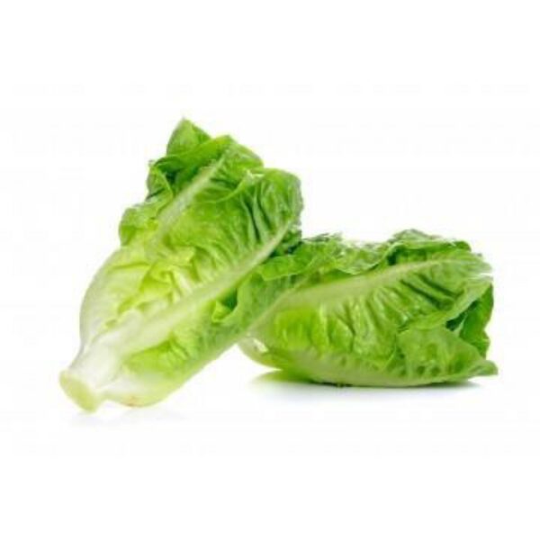 罗马生菜 Romaine lettuce